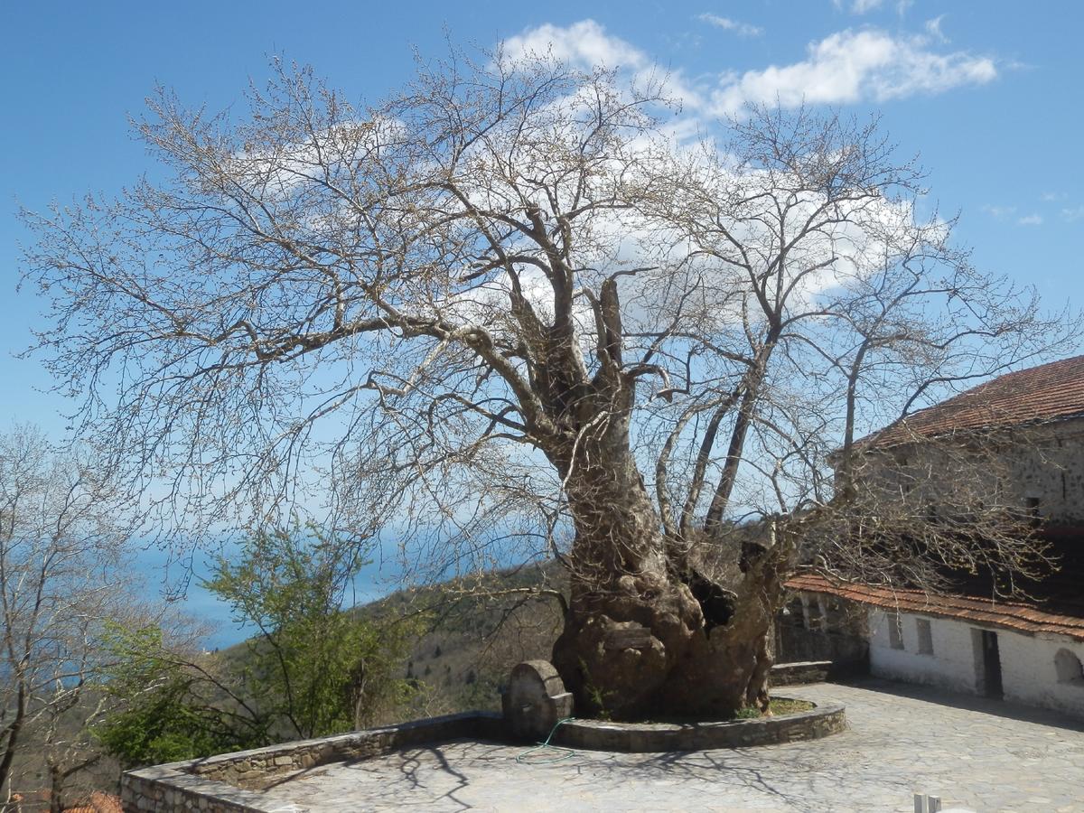 Sintrivanis Mountain Άνω Σκοτίνα Εξωτερικό φωτογραφία